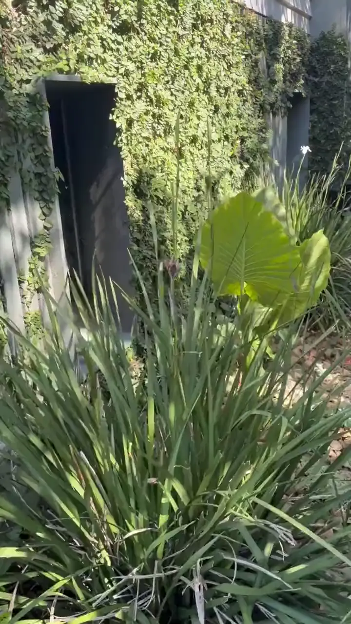 The side path along the climbing green wall and timber battens, with elephant ears and wild iris over pebble mulch